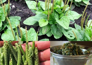 plantago-lanceolata-gesundheitliche-vorteile-und-wie-man-diese-pflanze-anwendet-um-ihre-vorteile-zu-erzielen