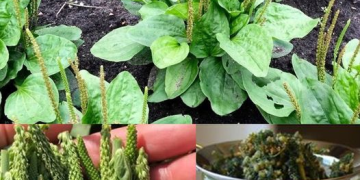 plantago-lanceolata-gesundheitliche-vorteile-und-wie-man-diese-pflanze-anwendet-um-ihre-vorteile-zu-erzielen
