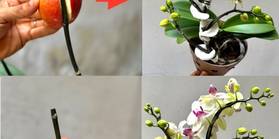 Holen Sie sich 1 Apfel – viele Orchideenzweige wachsen auf demselben Zweig