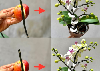 Holen Sie sich 1 Apfel – viele Orchideenzweige wachsen auf demselben Zweig