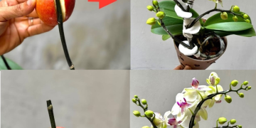 Holen Sie sich 1 Apfel – viele Orchideenzweige wachsen auf demselben Zweig