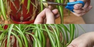 Wie man die Falangio heilt, die “Spinnenpflanze”, die die Luft im Haus reinigt