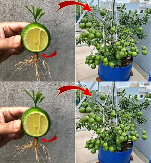 So pflanzen Sie zu Hause Avocados für Dutzende